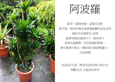 阿波羅植物風水|居家必備：阿波羅樹風水